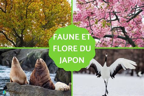 Faune et flore du Japon CARACTÉRISTIQUES et EXEMPLES