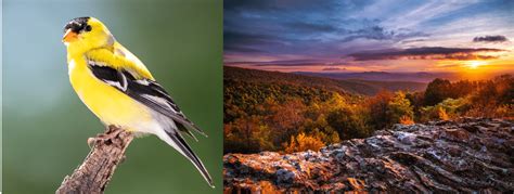 Common Birds In Shenandoah National Park Bird Watching Hq