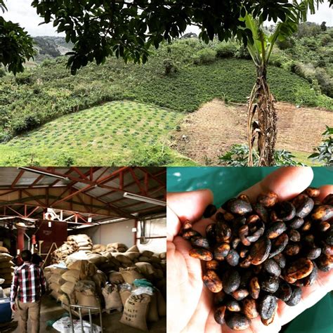 6 Innovative Ways To Sustainable Coffee Farming And Processing