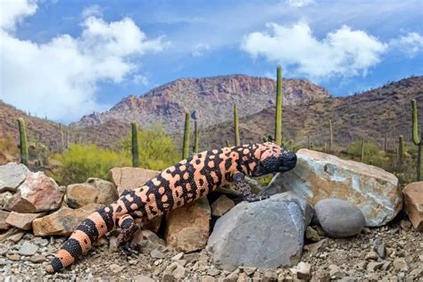 Gila Monster Care Sheet Approved By A Herpetologist