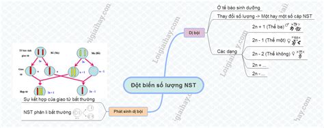 Khám phá Vẽ sơ đồ cơ chế phát sinh thể dị bội Cho một nghiên cứu chính