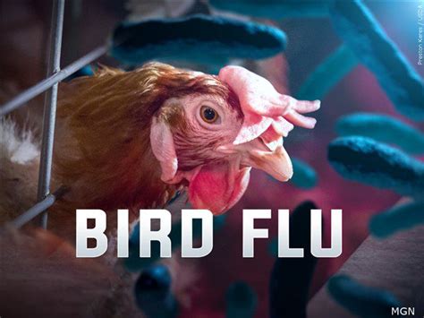 USDA Confirms Highly Pathogenic Avian Influenza In Backyard Flock In