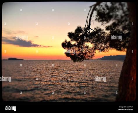 Sunset with pine tree Stock Photo - Alamy