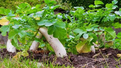 How To Grow Daikon Radish A Complete Cultivation Guide From Seed