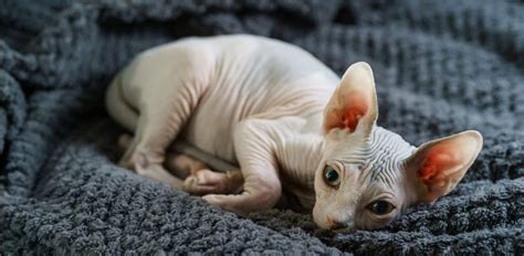 Naked Cats Or Hairless Cat Breeds Pet Fixerss