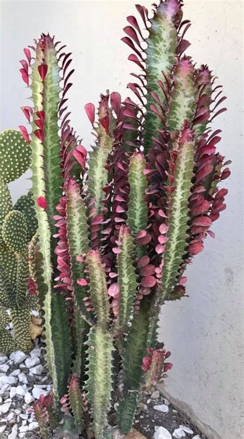 Red African Milk Tree Euphorbia Trigona Royal Red Rubra Etsy In 2021