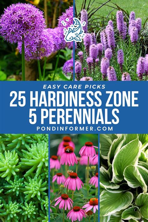 Zone 5 Perennial Magic: 25 Easy Care Picks for Your Garden in 2024 ...