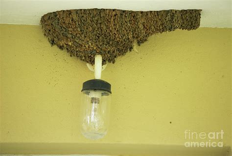 Swallow's Nest Photograph by Peter Chadwick/science Photo Library - Pixels