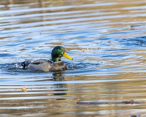 Drake Mallard Great Bird Pics