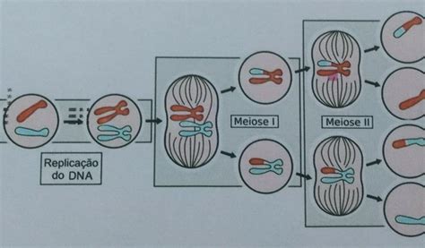 2 A Partir Da Imagem Abaixo Explique Quem São As Células Haploides E Diploides No Processo De