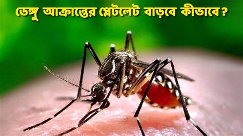 Dengue Fever Diet Chart বাড়ছে ডেঙ্গু আক্রান্তের সংখ্যা জেনে রাখুন প্লেটলেট বাড়ানোর ঘরোয়া