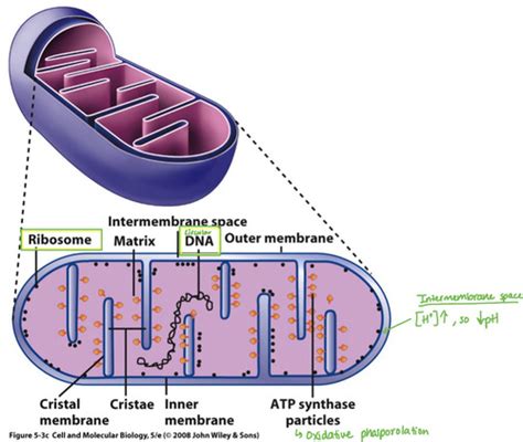 Topic 12 Mitochondrial Structure And Function Flashcards Quizlet