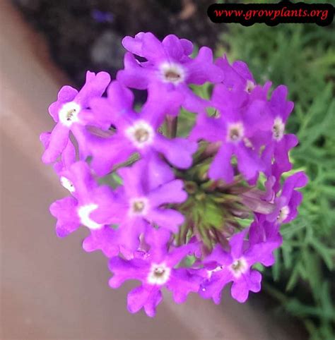 Rose Verbena How To Grow And Care