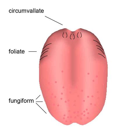 Gustation Ask A Biologist