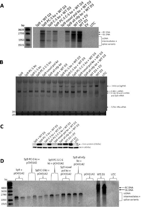 Figure 9 From The In Vitro Replication Phenotype Of Hepatitis B Virus