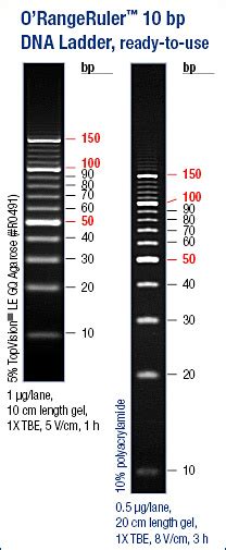 Orangeruler Bp Dna Ladder Ready To Use