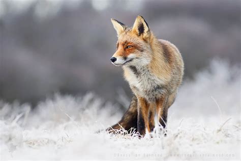 Red Foxes in the Snow, the story behind