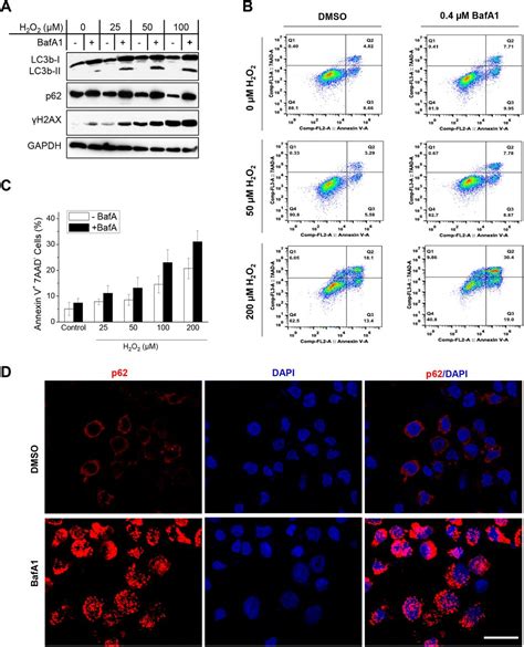 P Mediated Selective Autophagy Endows Virus Transformed Cells With