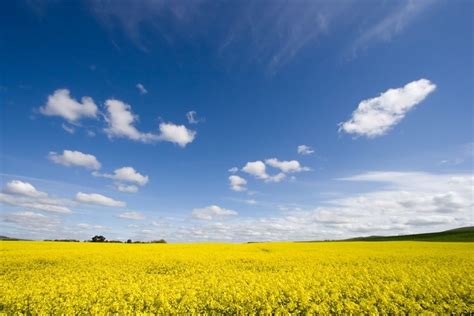 Cargill To Expand Crush Capacity To Meet Demand For Australian Canola