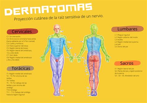 Dermatomas