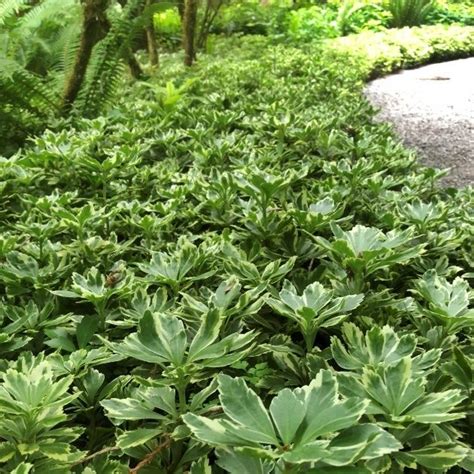 Pachysandra Terminalis Variegata Eflora Sk