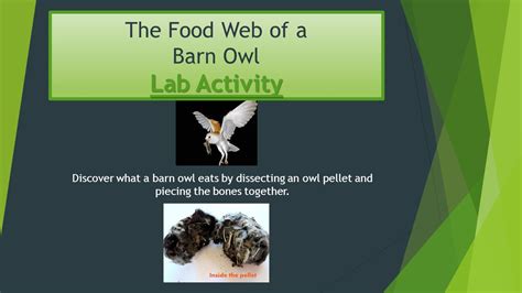 Barn Owl Food Web Sheet