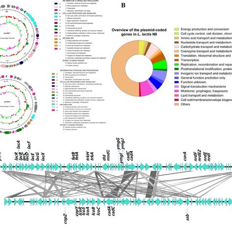 Plasmid Genetic Maps Of L Lactis N8 A Arrows Indicate Positions Download Scientific