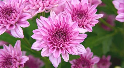 14 Different Types Of Beautiful Chrysanthemum Varieties