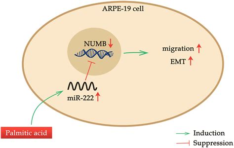 Palmitic Acid Promotes Human Retinal Pigment Epithelial Cells Migration