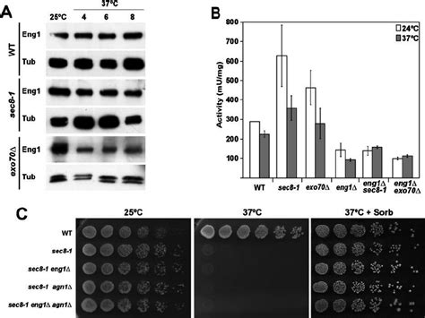 Exocyst Mutants Have Normal Levels Of Eng A Cell Extracts Were