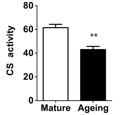 Citrate Synthase Cs Enzyme Activity Mol G Protein Min Of Gluteus