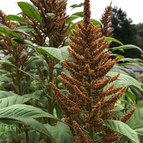 Golden Giant Amaranth Organic Seeds Hudson Valley Seed Company