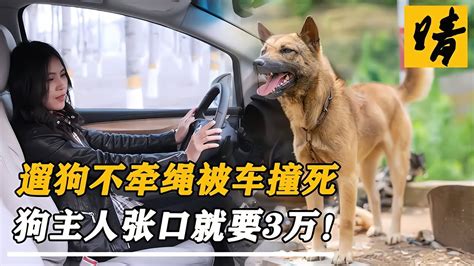 狗不牽繩被撞死，狗主人張口就要3萬，交警：肇事逃逸扣押車輛 奇闻 Youtube