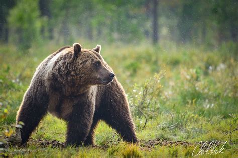 Ursus Arctos Arctos Foto And Bild Tiere Wildlife Säugetiere Bilder