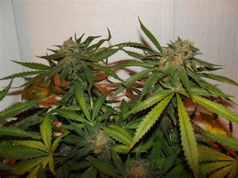 Blueberry Headband - Feminized