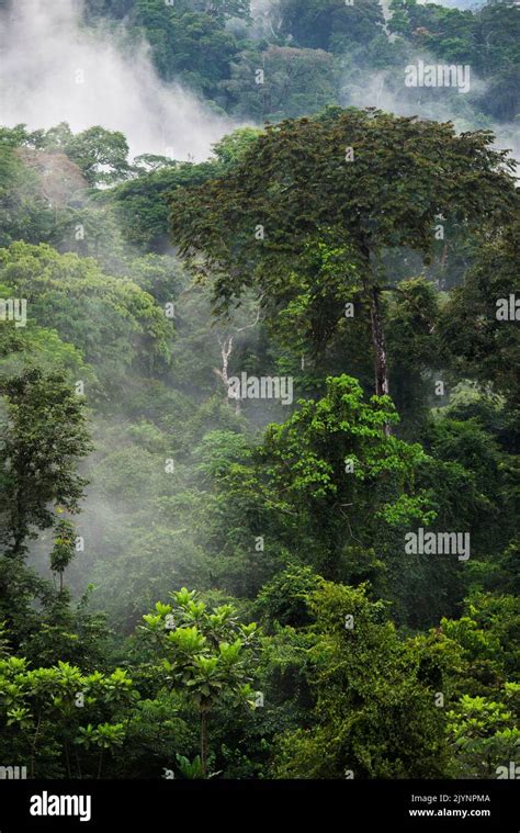 La Forêt Dabeilles Forêt équatoriale Du Gabon Le Domaine Forestier