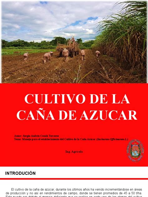 Cultivo De La Caña De Azucar Pdf Suelo Agricultura