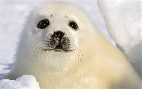 Baby Seal Wallpaper (54+ images)