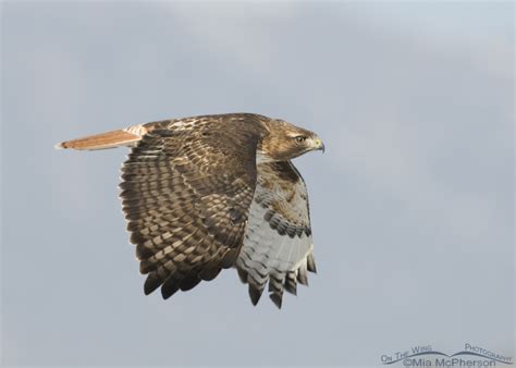 A Red Tailed Hawk On A Cold Winter Day Mia Mcphersons On The Wing