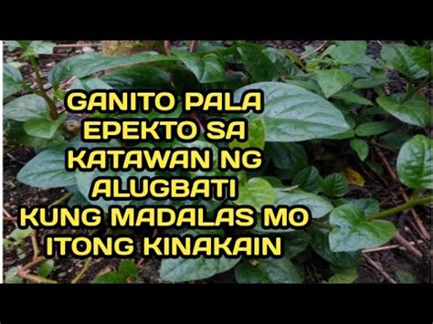 Ganito Pala Ang Mangyayari Kapag Madalas Kainin Ang Alugbati Na