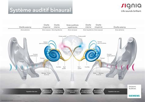 My Audio Le Fonctionnement De L Oreille Anatomie Physiologie