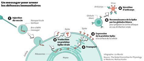 Le Prix Nobel De M Decine D Cern Katalin Kariko Et Drew Weissman