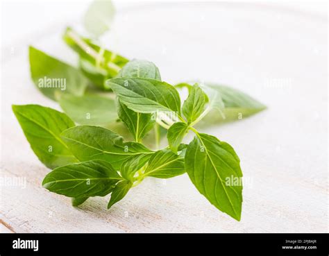 Image Of Thai Basil Leaves Stock Photo Alamy