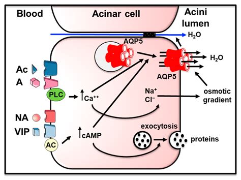 Cells Free Full Text Insights Into The Function Of Aquaporins In