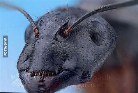 Close up head of an ant | Weird insects, Ants, Animals