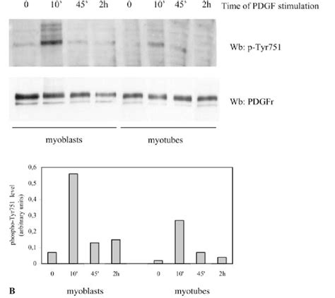 Pdgfr Phosphorylation Level Of Specific Tyrosine Residues