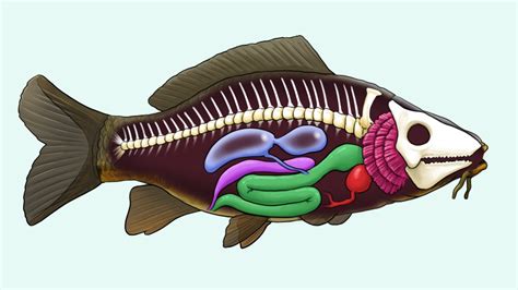 Merkmale Der Fische Biologie Schubu