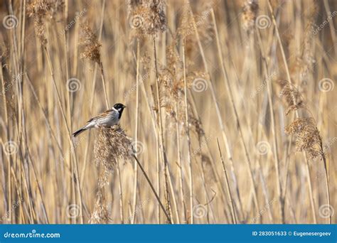 Male Common Reed Bunting Sitting on Dry Coastal Reed Stock Image ...