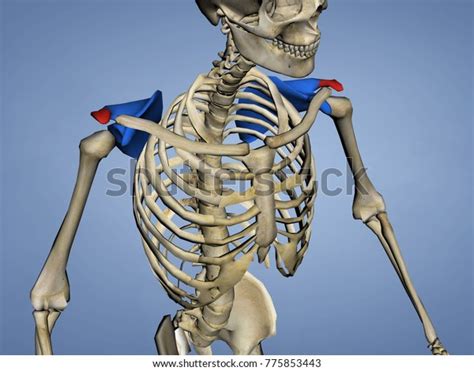 Acromion Scapula Mskelscapulaacromion 3 3d Model Stock Illustration 775853443 Shutterstock