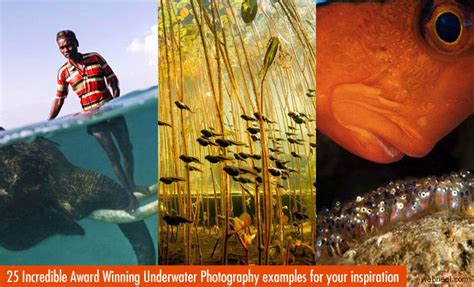 25 Incredible Award Winning Underwater Photography Examples